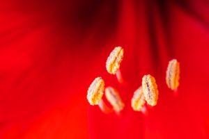 Detailed view of an amaryllis blossom Detailed view of an amaryllis blossom