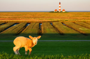 Germany, Schleswig-Holstein, lighthouse Westerheversand, lamb in the foreground Germany, Schleswig-Holstein, lighthouse Westerheversand, lamb in the foreground