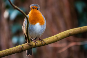 Robin, Möllner Kurpark Robin, Möllner Kurpark