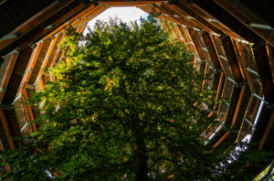 Beech, tree top path, Ruegen Island Beech, tree top path, Ruegen Island