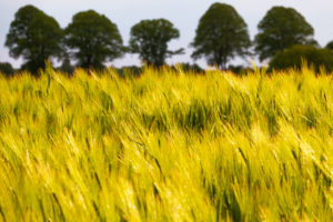 Barley field near Kittlitz, Lauenburg Lakes Nature Park Barley field near Kittlitz, Lauenburg Lakes Nature Park