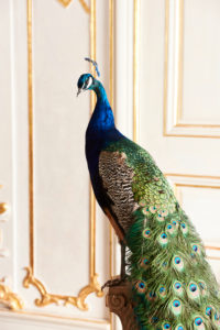 Opulent and elegant Christmas, Christmas decoration Opulent and elegant Christmas, Christmas decoration