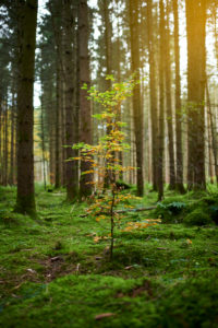 Single deciduous tree in the coniferous forest, autumn, green, yellow Single deciduous tree in the coniferous forest, autumn, green, yellow