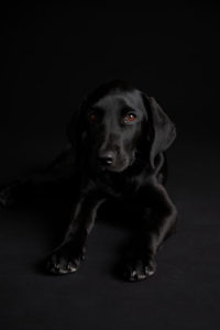 Black dog, puppy, labrador, photo studio Black dog, puppy, labrador, photo studio