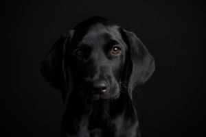 Black dog, puppy, labrador, photo studio Black dog, puppy, labrador, photo studio