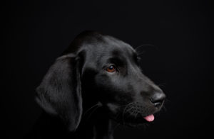 Black dog, puppy, labrador, photo studio Black dog, puppy, labrador, photo studio