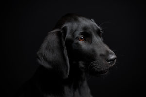 Black dog, puppy, labrador, photo studio Black dog, puppy, labrador, photo studio