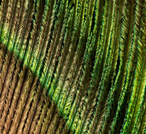 Peacock eye, peacock feather, close-up Peacock eye, peacock feather, close-up