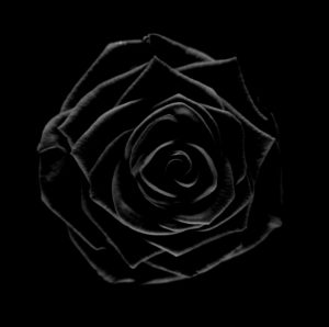 Black Rose, Fine Art Photography, B&W Black Rose, Fine Art Photography, B&W