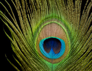Peacock eye, peacock feather, close-up against black background Peacock eye, peacock feather, close-up against black background
