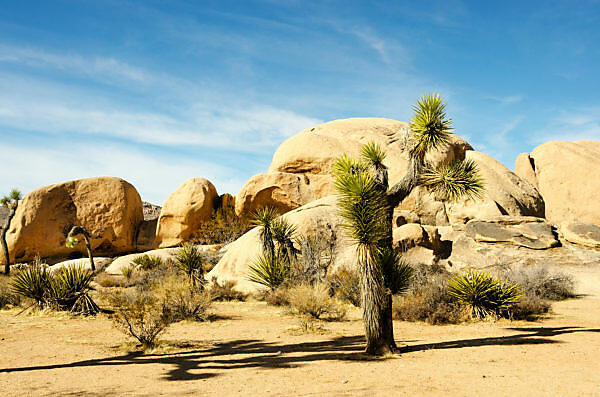 Bildagentur | mauritius images | Palmlilie vor markantem Felsen im Joshua  Tree NP