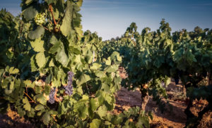 Weinrebe im Massiv La Clape im Sommer Weinrebe im Massiv La Clape im Sommer