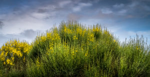 Blühender Ginster bei Vinassan im Frühling Blühender Ginster bei Vinassan im Frühling