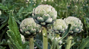 Inflorescence of the artichoke at Coursan. Medicinal plant of the year 2003. Inflorescence of the artichoke at Coursan. Medicinal plant of the year 2003.
