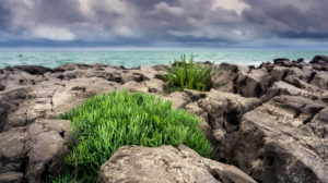 Meerfenchel im Frühling bei Saint Pierre la Mer. Medizinisch wie kulinarisch nutzbar. Meerfenchel im Frühling bei Saint Pierre la Mer. Medizinisch wie kulinarisch nutzbar.