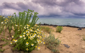 Echte Strandkamille bei Saint Pierre la Mer im Frühling Echte Strandkamille bei Saint Pierre la Mer im Frühling
