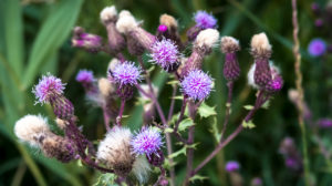 Gewöhnliche Kratzdistel bei Coursan im Frühling. Nationalblume Schottlands. Gewöhnliche Kratzdistel bei Coursan im Frühling. Nationalblume Schottlands.