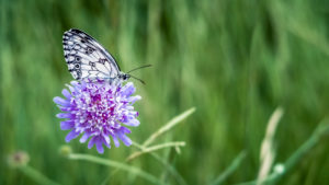 Schachbrett Schmetterling auf einer Acker Witwenblüte im Frühling bei Coursan. Schmetterling des Jahres 2019 Schachbrett Schmetterling auf einer Acker Witwenblüte im Frühling bei Coursan. Schmetterling des Jahres 2019