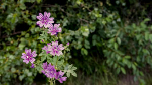 Lilafarbende wilde Malven bei Coursan im Frühling. Lilafarbende wilde Malven bei Coursan im Frühling.