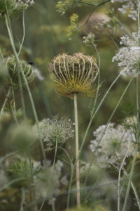 Wild carrot, Daucus carota, flower meadow, umbelliferae, seed pods Wild carrot, Daucus carota, flower meadow, umbelliferae, seed pods