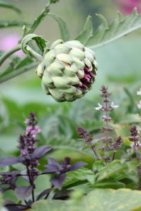 Artichoke, Cynara cardunculus, vegetables, vegetables in the flowerbed, edible flowers, basil Artichoke, Cynara cardunculus, vegetables, vegetables in the flowerbed, edible flowers, basil