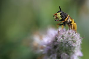 Bienenwolf, Philanthus triangulum, Große Sterndolde, Grabwespe, Bienenwolfweibchen auf Minze, Mentha, Minze, Naturgarten Bienenwolf, Philanthus triangulum, Große Sterndolde, Grabwespe, Bienenwolfweibchen auf Minze, Mentha, Minze, Naturgarten