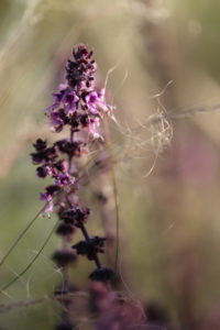 Basil, ocimum, basil flower Basil, ocimum, basil flower