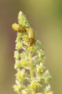 Sulfur beetle (Cteniopus flavus) on Yellow Wau (Reseda lutea), Yellow Resede Sulfur beetle (Cteniopus flavus) on Yellow Wau (Reseda lutea), Yellow Resede