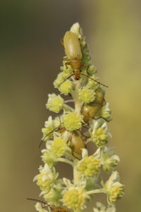 Sulfur beetle (Cteniopus flavus) on Yellow Wau (Reseda lutea), Yellow Resede Sulfur beetle (Cteniopus flavus) on Yellow Wau (Reseda lutea), Yellow Resede