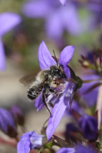 A male of the garden leafcutter bee (Megachile willughbiella) on the cushion bellflower (Campanula poscharskyana) A male of the garden leafcutter bee (Megachile willughbiella) on the cushion bellflower (Campanula poscharskyana)