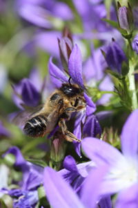 Female of the garden leafcutter bee (Megachile willughbiella) on the cushion bellflower (Campanula poscharskyana) Female of the garden leafcutter bee (Megachile willughbiella) on the cushion bellflower (Campanula poscharskyana)