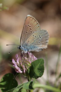 Red clover (Polyommatus semiargus) on meadow clover (Trifolium pratense), red clover Red clover (Polyommatus semiargus) on meadow clover (Trifolium pratense), red clover