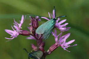 Dock green ram (Adscita statices) on cuckoo's light carnation (Silene flos-cuculi) Dock green ram (Adscita statices) on cuckoo's light carnation (Silene flos-cuculi)