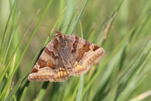 Brown day owl, Euclidia glyphica Brown day owl, Euclidia glyphica