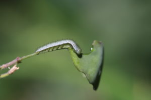 Aurora caterpillar (Anthocharis cardamines) feeds on the annual silver leaf (Lunaria annua) Aurora caterpillar (Anthocharis cardamines) feeds on the annual silver leaf (Lunaria annua)