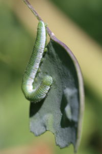 Aurora caterpillar (Anthocharis cardamines) feeds on the annual silver leaf (Lunaria annua) Aurora caterpillar (Anthocharis cardamines) feeds on the annual silver leaf (Lunaria annua)