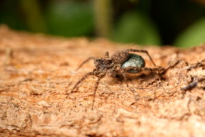 Female of a wolf spider (Pardosa) with an egg cocoon Female of a wolf spider (Pardosa) with an egg cocoon