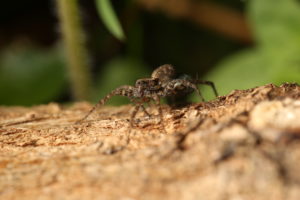 Female of a wolf spider (Pardosa) with an egg cocoon Female of a wolf spider (Pardosa) with an egg cocoon