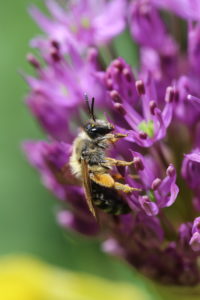Sand bee (Andrena) on a flower of Iran leek (Allium aflatunense) Sand bee (Andrena) on a flower of Iran leek (Allium aflatunense)