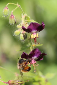 Female of the red mason bee (Osmia bicornis) on the flower of the brown cranesbill (Geranium phaeum) Female of the red mason bee (Osmia bicornis) on the flower of the brown cranesbill (Geranium phaeum)