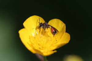 Female of the sand bee Andrena labiata on the bloom of the woolly buttercup Female of the sand bee Andrena labiata on the bloom of the woolly buttercup