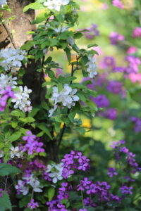 Flower of the crab apple 'Golden Hornet' with annual silver leaf (Lunaria annua) Flower of the crab apple 'Golden Hornet' with annual silver leaf (Lunaria annua)