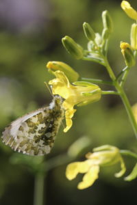 Female of the Aurora butterfly (Anthocharis cardamines) on a cabbage blossom Female of the Aurora butterfly (Anthocharis cardamines) on a cabbage blossom