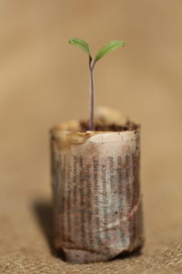 Tomato seedling in a paper pot made of newsprint, made with the Paper Potter Tomato seedling in a paper pot made of newsprint, made with the Paper Potter