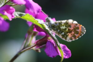 Male of the Aurora butterfly (Anthocharis cardamines) on annual silver leaf (Lunaria annua) Male of the Aurora butterfly (Anthocharis cardamines) on annual silver leaf (Lunaria annua)