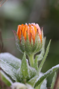Marigold (Calendula officinalis) in frosty December Marigold (Calendula officinalis) in frosty December