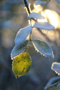 Rose petals in frost with winter sun Rose petals in frost with winter sun