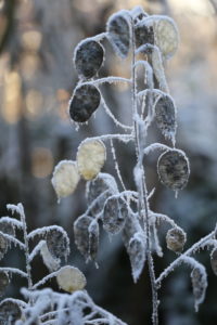 Seed stand of the annual silver leaf (Lunaria annua) in frost Seed stand of the annual silver leaf (Lunaria annua) in frost
