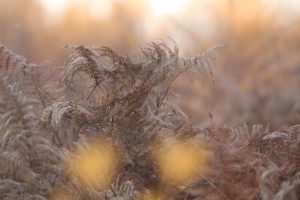 Ferns in a forest clearing in winter Ferns in a forest clearing in winter