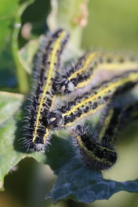 Great Cabbage White caterpillars (Pieris brassicae) Great Cabbage White caterpillars (Pieris brassicae)